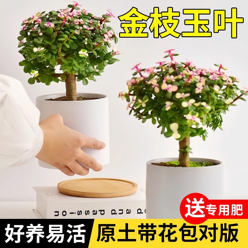 金枝玉叶盆栽多肉植物办公室内花卉老桩绿植好养稀有肉肉盆景水培