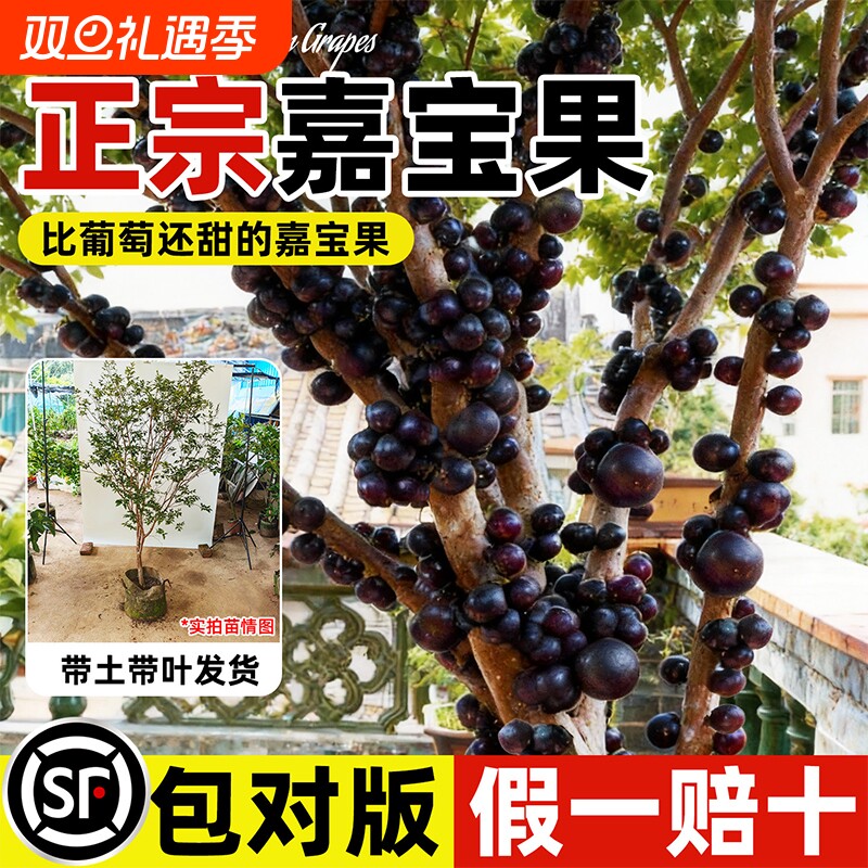 正宗沙巴嘉宝果苗树葡萄四季果树南北方阳台庭院种植盆栽新手好养