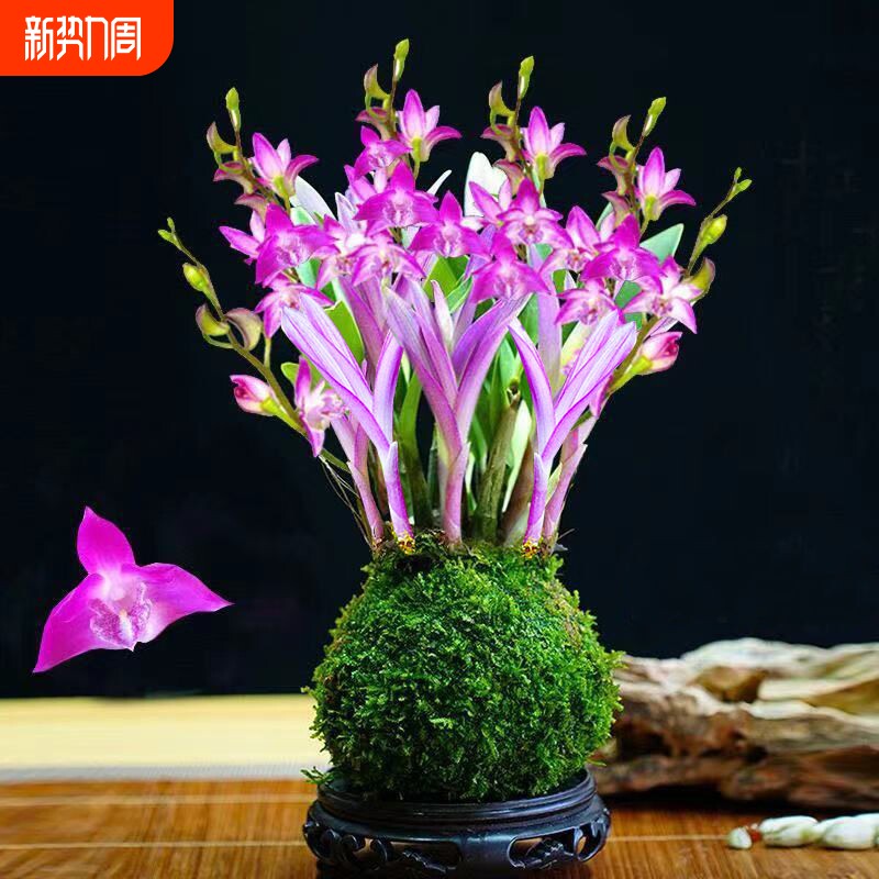 净化空气七彩香水石斛兰新品水培开花浓香室内桌面绿植盆栽花卉