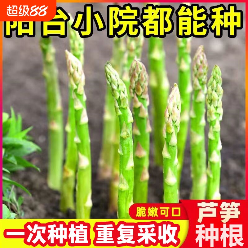 芦笋种根绿色芦笋苗种子阳台庭院盆栽地载种植多年生蔬菜苗根苗种
