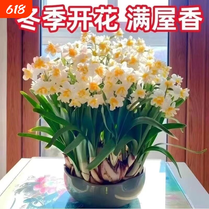 冬季水培水仙花四季开花盆栽耐寒植物室内花卉绿植客厅阳台好养活
