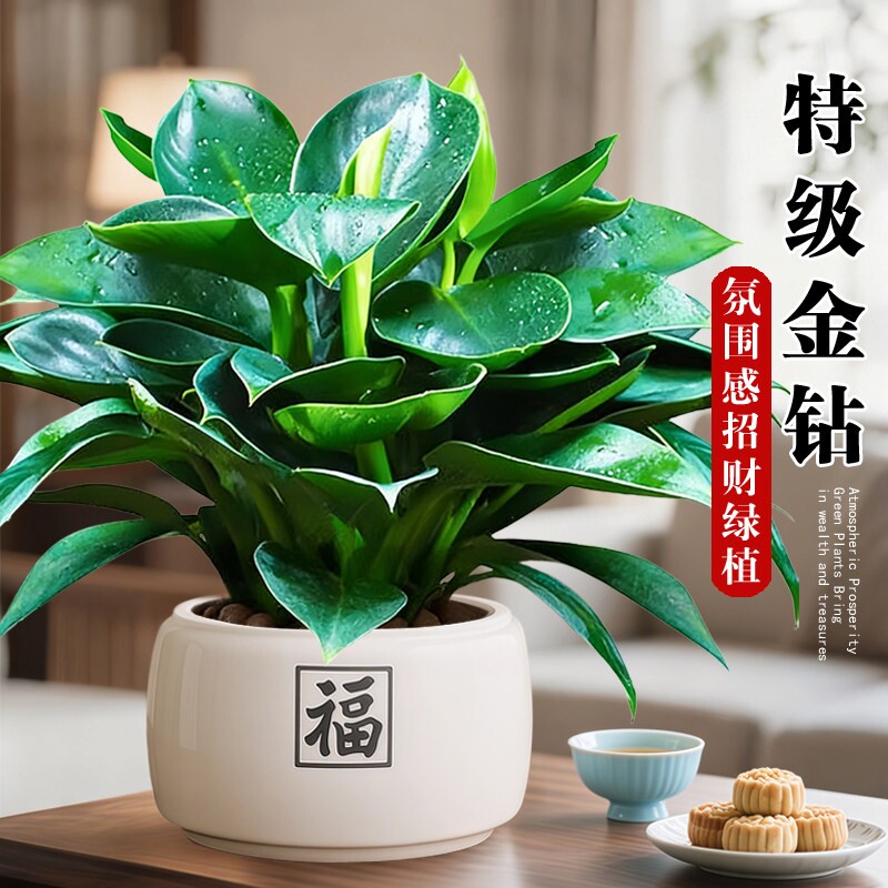 金钻盆栽绿植铂金钻绿萝箩水培植物多肉办公室内懒人好养花卉客厅