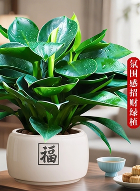 金钻盆栽绿萝绿植铂金钻箩水培植物多肉办公室内懒人好养花卉客厅