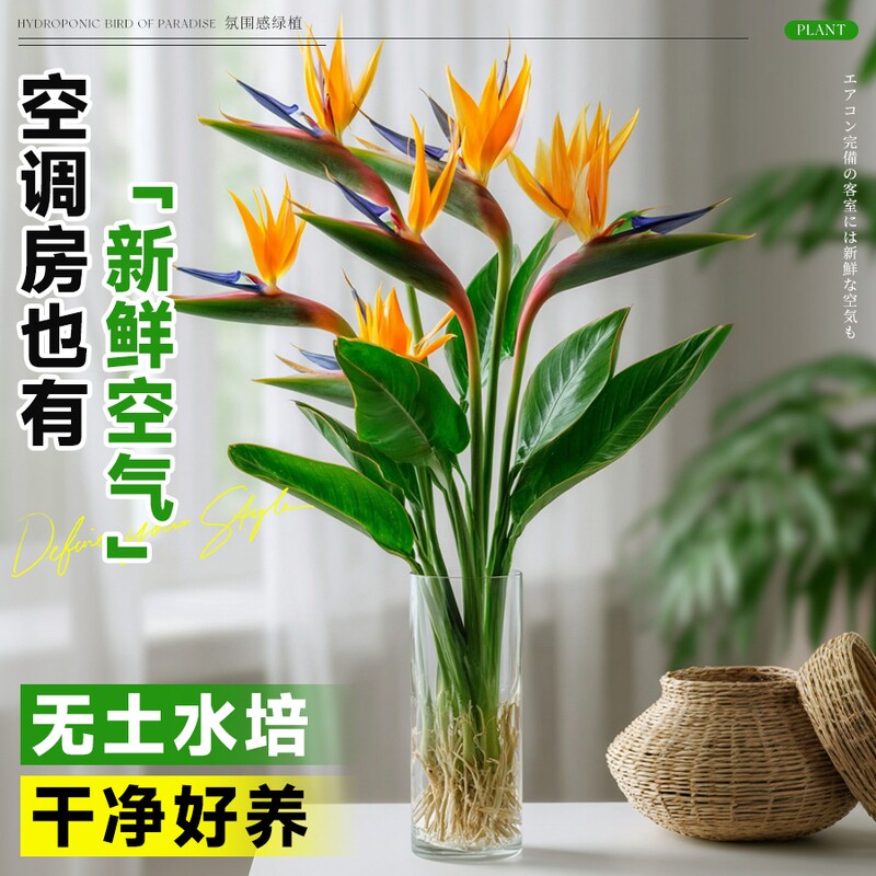 水培天堂鸟盆栽花卉植物室内客厅绿植桌面鹤望兰四季好养活吸甲醛