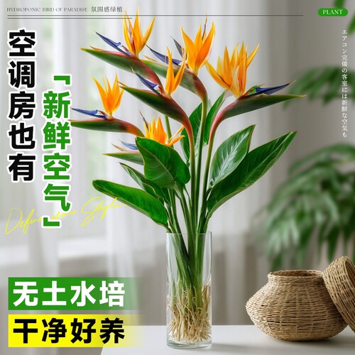 水培天堂鸟盆栽花卉植物室内客厅绿植桌面鹤望兰四季好养活吸甲醛