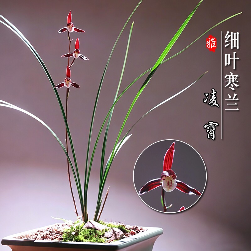 名贵兰花苗 细叶寒兰高档室内好养浓香冬带花苞桌面盆栽绿植花卉