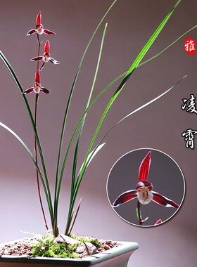 名贵兰花苗 细叶寒兰高档室内好养浓香冬带花苞桌面盆栽绿植花卉