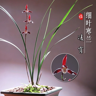 名贵兰花苗 细叶寒兰高档室内好养浓香冬带花苞桌面盆栽绿植花卉
