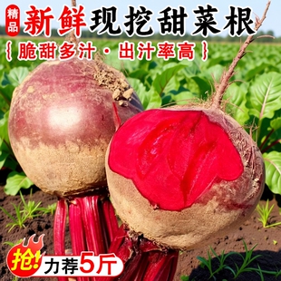 2026年新鲜红甜菜根全红多汁现拔红菜头紫菜头红甜菜头酵素包邮