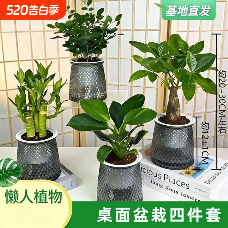 买三送一椰子金钻发财树文竹栀子花绿植盆栽桌面