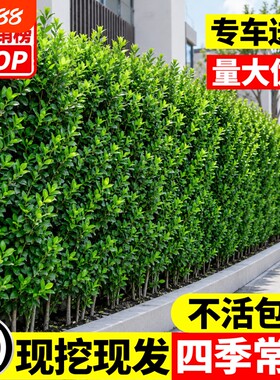 冬青树苗法国北海道黄杨直立篱笆墙四季常青绿篱庭院围墙植物围栏