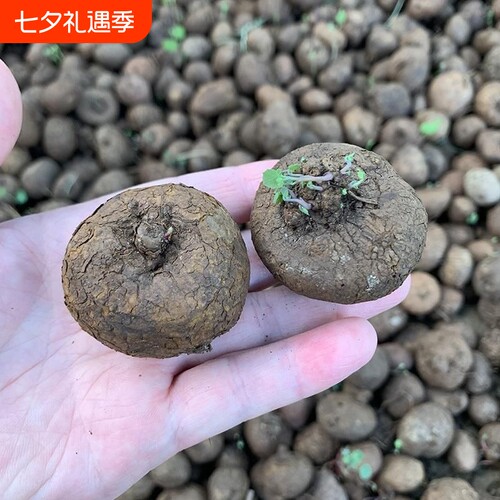 红藤山乌龟金不换植物圆叶爬藤圆叶室内水培盆景客厅盆栽阳台绿植