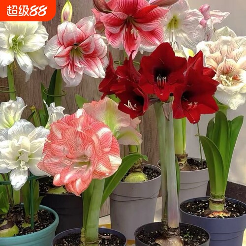 【新手推荐】重瓣朱顶红盆栽室内阳台花卉四季大全庭院好养耐活