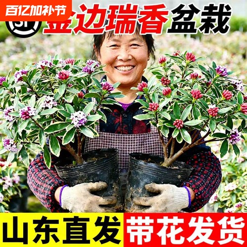 金边瑞香盆栽浓香型带花苞室内客厅阳台耐寒老桩大苗好养花卉植物
