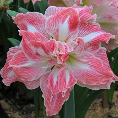 进口朱顶红重瓣盆栽室内阳台花卉四季大全庭院好养活