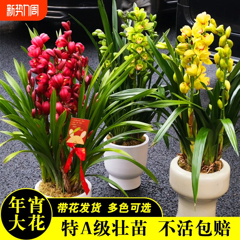 带花苞精品年宵花大花蕙兰多色可选喜庆盆栽花卉送礼绿植好养浓香