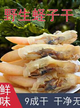 北海特大蛏子干新鲜大号海蛏子淡干海蛏干无沙免洗大蛏干海鲜干货