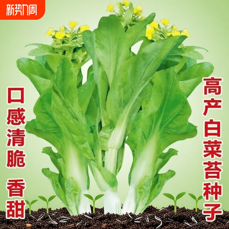 白菜苔种子蔬菜种子青菜香菜生菜番茄小葱黄瓜种子菜籽