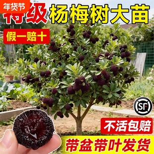 仙居东魁杨梅树树苗带土正宗嫁接水晶东槐扬梅苗盆栽特大果树果苗