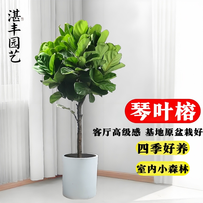 琴叶榕客厅绿植大盆栽大叶型植物办公室走廊高级感观叶好养活小苗