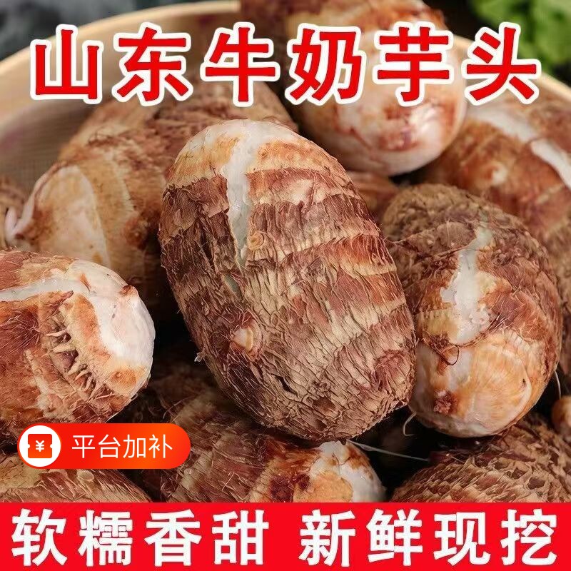 正宗山东沂蒙山牛奶小芋毛芋头新鲜芋头圆形中果大果沙土地芋艿