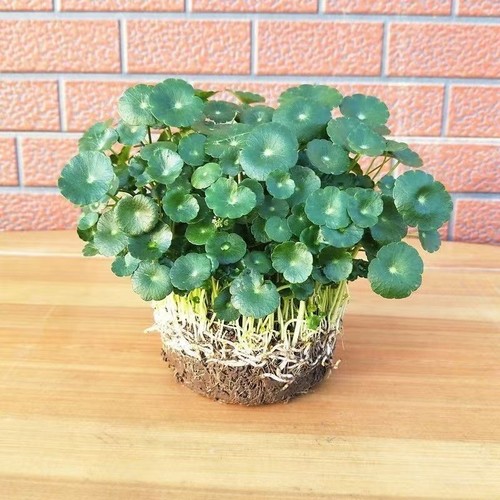 大叶铜钱草招财水培植物金钱草盆栽室内办公桌面庭院水养绿植花卉