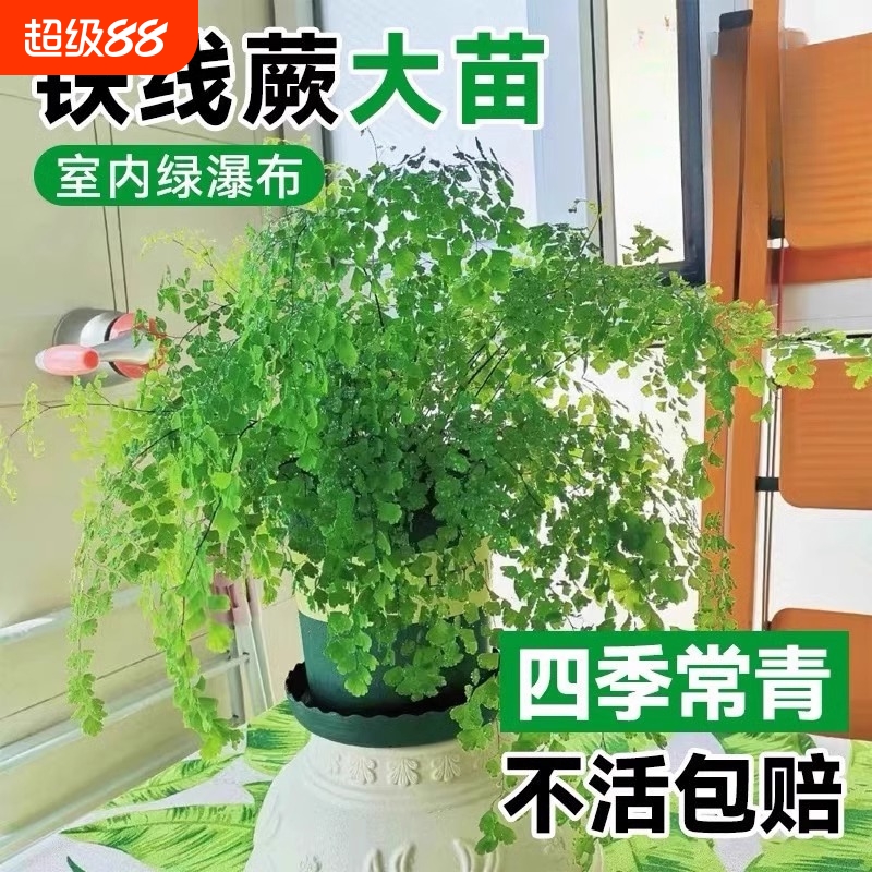 霸王蕨吊盆大型类植物栽室