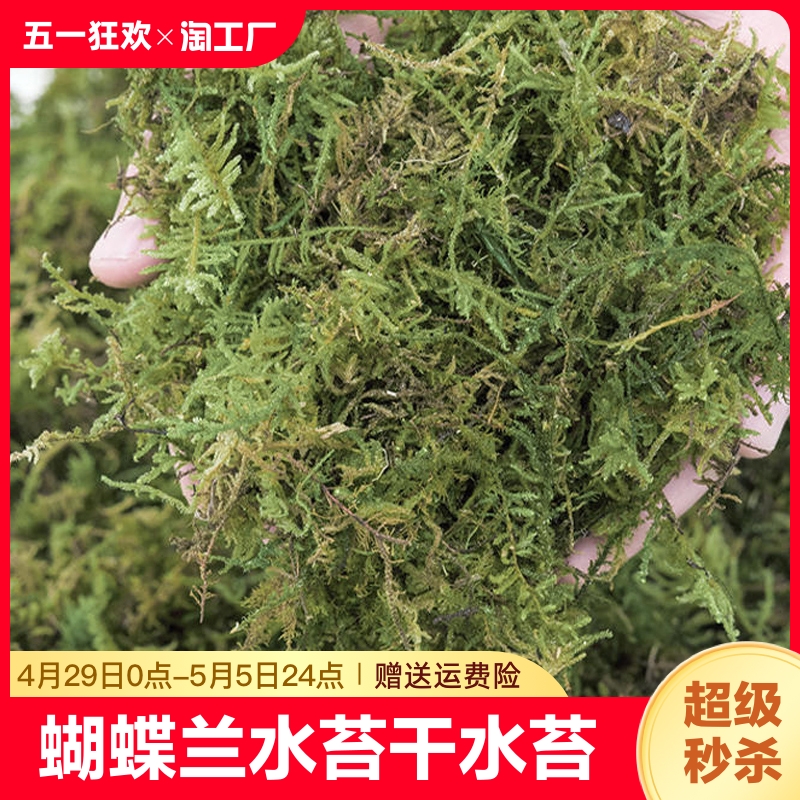 蝴蝶兰水苔干水苔兰花专用营养土苔藓石斛乌龟冬眠通用开花嫁接 鲜花速递/花卉仿真/绿植园艺 家庭园艺肥料 原图主图