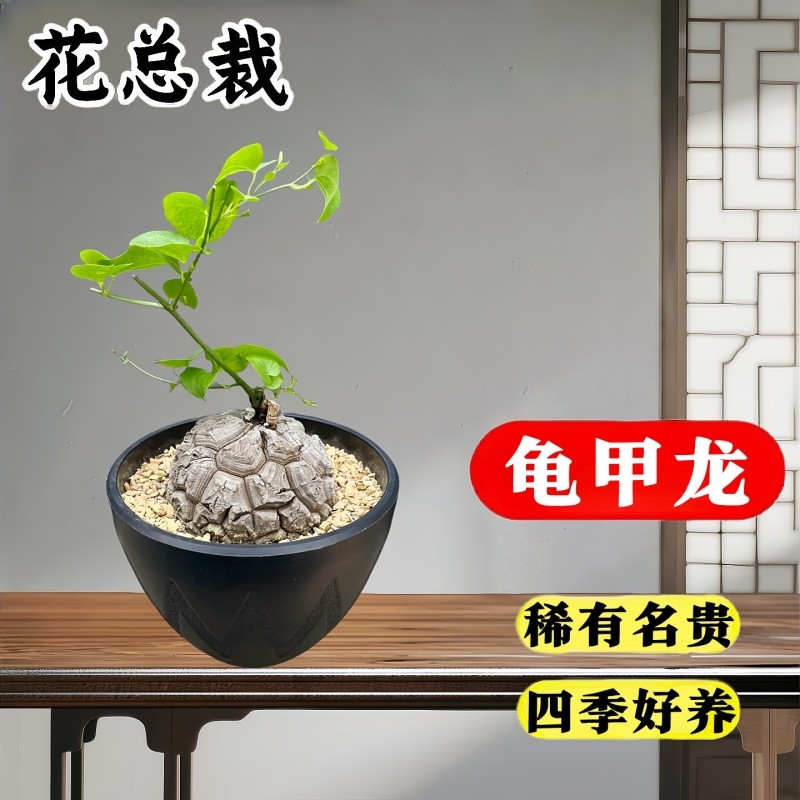 南非龟甲龙植物种子球根块多肉高端稀有盆景盆栽绿植花卉室内桌面