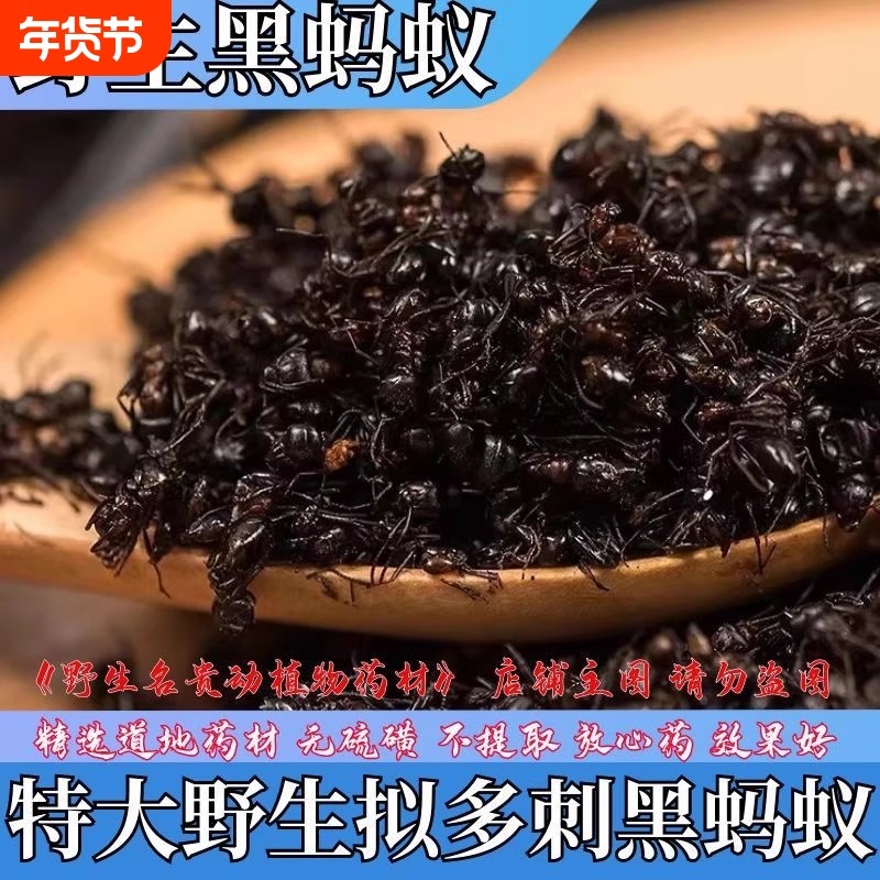 正宗广西横县野生黑蚂蚁中药材拟黑多刺蚁正宗蚂蚁干黑蚂蚁粉泡酒