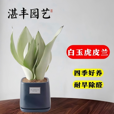 虎皮兰白玉绿植盆栽稀有品种