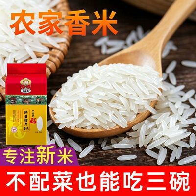 广西猫牙香米当季新米煲仔饭丝苗