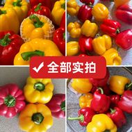寿光彩椒新鲜水果甜椒五彩圆椒红椒黄椒生吃不辣沙拉山东当季蔬菜