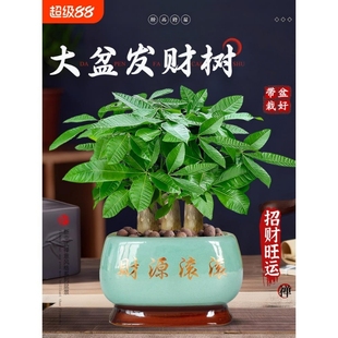 发财树小盆栽客厅盆景办公室内桌面旺宅绿植开业送礼四季常青好养
