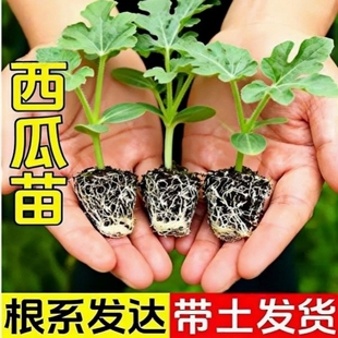 西瓜苗嫁接8424特甜麒麟无籽西瓜秧苗盆栽地载种植室外土培多年生