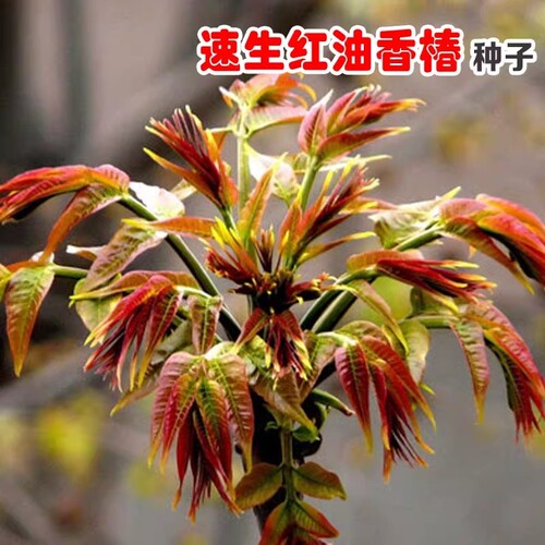 红油香椿种籽新鲜四季蔬菜种子阳台盆栽玉米水果西瓜西葫芦孔雀