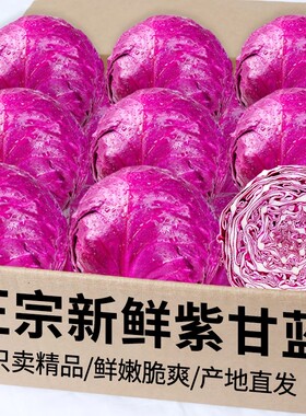 新鲜紫甘蓝蔬菜现摘紫包菜紫色球生菜红椰菜西餐蔬菜轻食沙拉食材