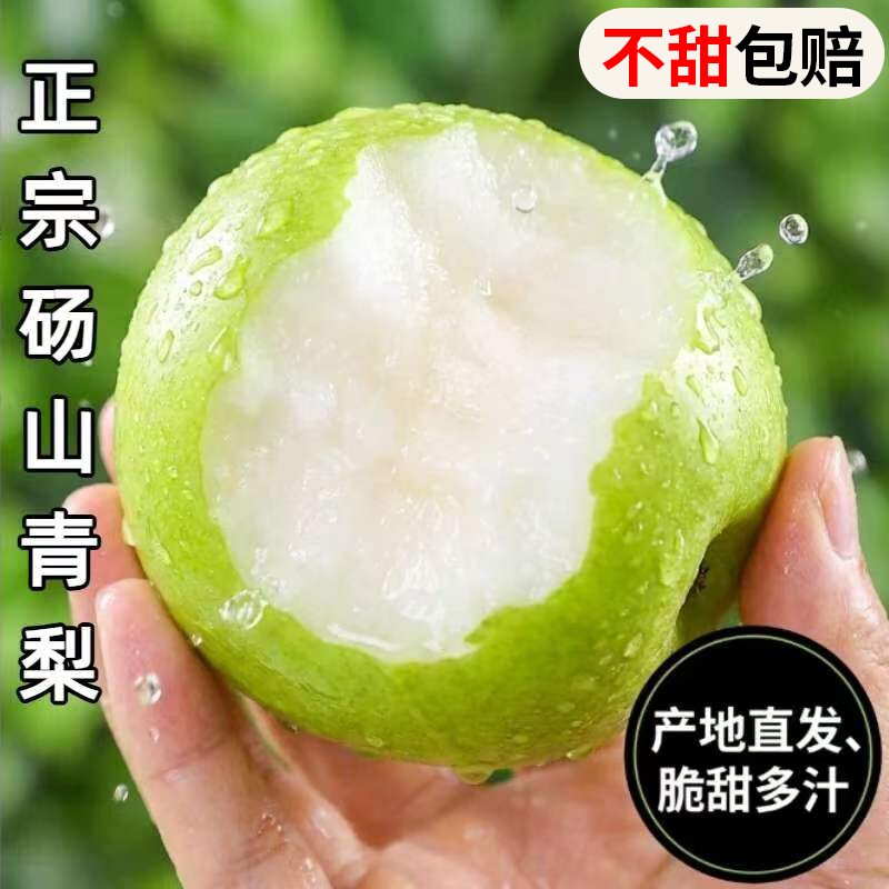 正宗砀山青梨新鲜水果脆甜多汁图片