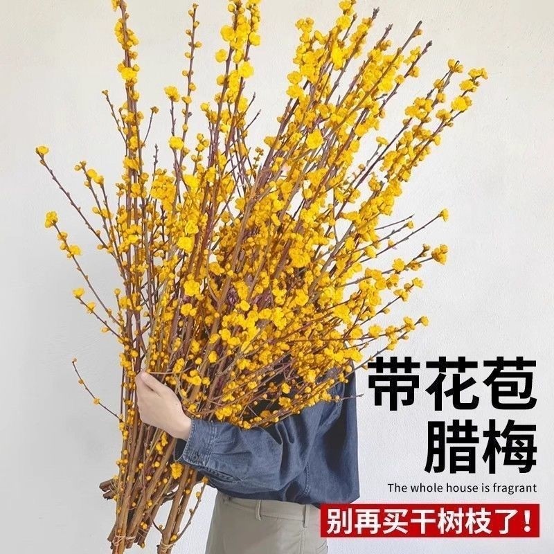 腊梅花鲜枝鲜花切枝水培植物花束室内好养活梅花干枝插花花卉年宵