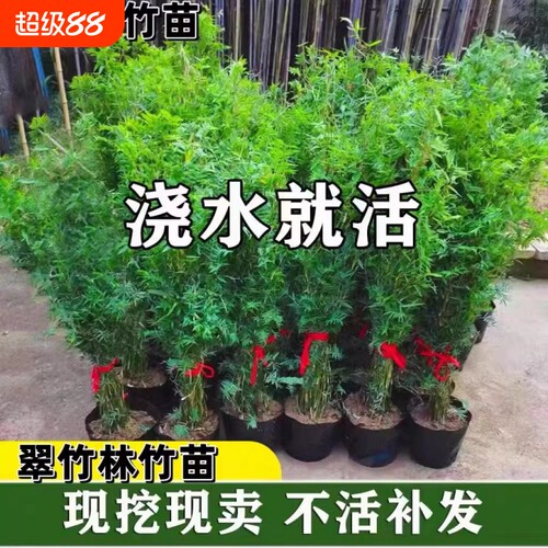 米竹盆栽丛生凤尾竹庭院植物阳台水培绿植观音竹好养盆景青竹子苗