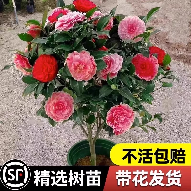 绿植四季茶花树苗耐寒五色赤丹