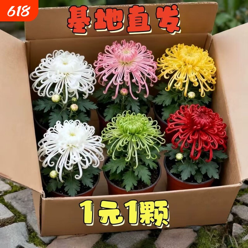 大菊花苗好养开花四季菊花苗盆栽重瓣九月大菊花盆栽阳台室内庭院