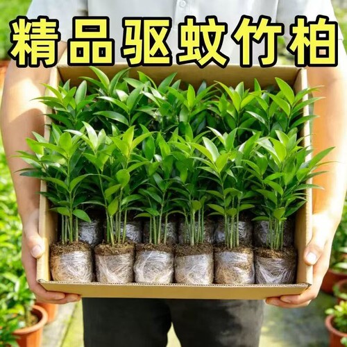 水培竹柏驱蚊植物绿植室内盆栽水养竹子大颗老桩办公桌面四季好养