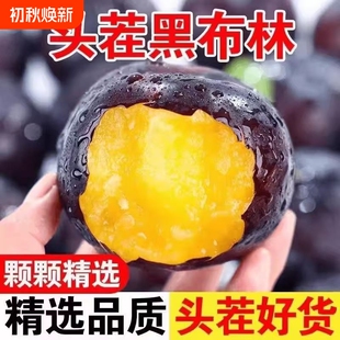 山西现摘黑布林大李子酸甜多汁当季水果新鲜黑宝石黄肉李高山种植