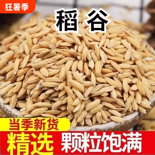 优质稻谷50斤2025年精选长稻谷带壳喂鸡喂斗鸡等家禽垂钓包邮