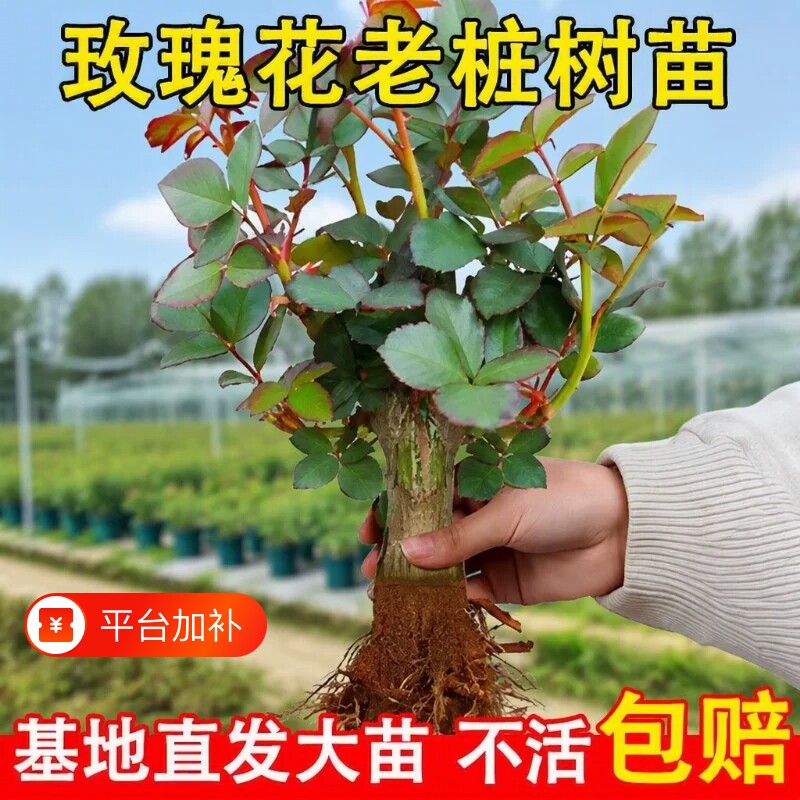 四季苏格兰绿玫瑰花苗浓香型月季花阳台庭院耐寒老桩大苗花卉盆栽