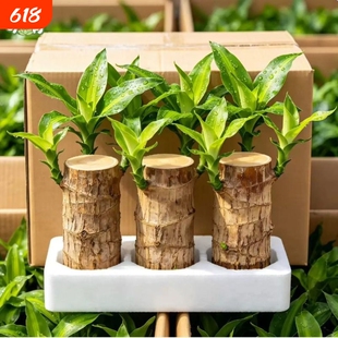 巴西木格鲁特水培养幸运木带芽开花卉室内桌面办公室绿植盆栽客厅