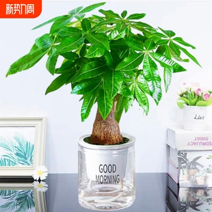 发财树盆栽绿植物大金钱树办公室内吸甲醛绿萝文竹水培富贵竹好养