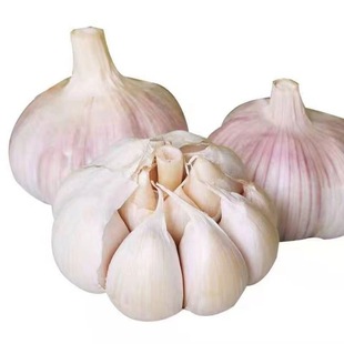 2025年山东金乡农家紫皮大蒜无膨大剂无农残新蒜干蒜紫皮蒜头