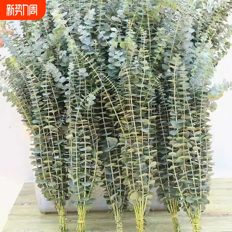 尤加利叶新鲜采摘百搭配草鲜花水养可以做干花家庭办公室摆件配花
